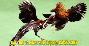 Luật chơi và hình thức cược tại đá gà 8xbet